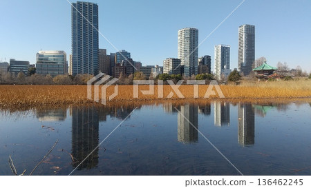 Winter absurdity pond 136462245