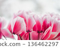 Pink cyclamen close-up 136462297