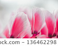 Pink cyclamen close-up 136462298