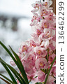 Pink cymbidium 136462299
