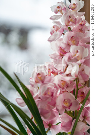 Pink cymbidium Pink cymbidium 136462299