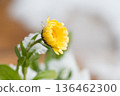Calendula Marigolds Blooming in the Snow 136462300