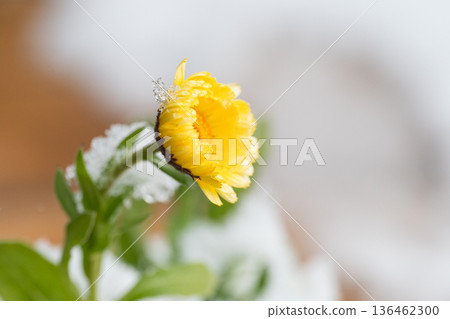 雪中盛開的金盞花 雪中盛開的金盞花 136462300