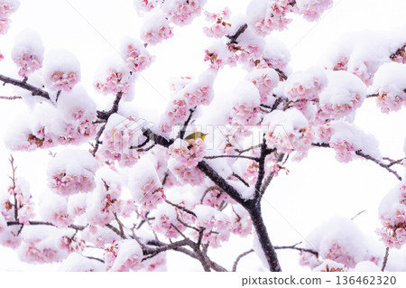 春日的第一天，白雪覆蓋的櫻花和一隻繡眼鳥 136462320
