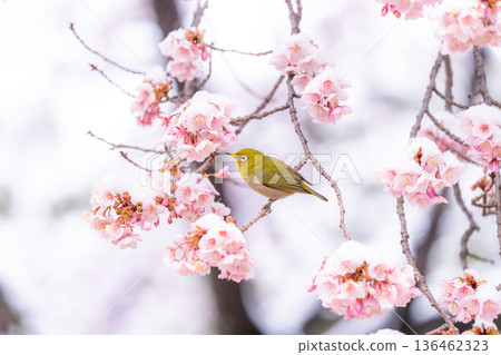 春日的第一天，白雪覆蓋的櫻花和一隻繡眼鳥 136462323