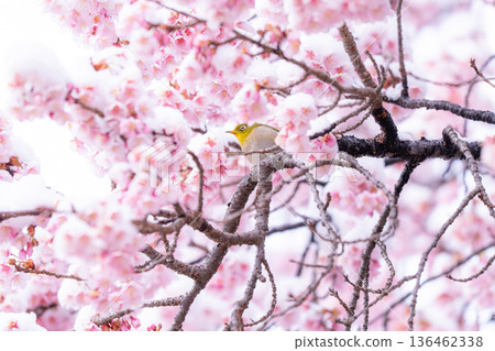 The beginning of spring: Snow-covered cherry blossoms and a Japanese white-eye The beginning of spring: Snow-covered cherry blossoms and a Japanese white-eye 136462338