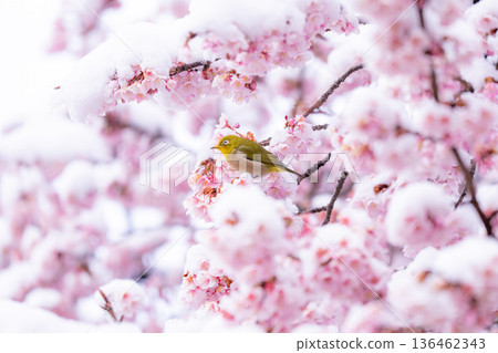 The beginning of spring: Snow-covered cherry blossoms and a Japanese white-eye The beginning of spring: Snow-covered cherry blossoms and a Japanese white-eye 136462343