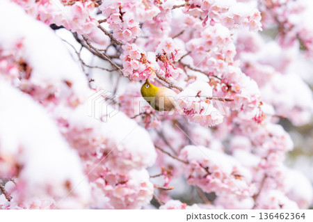 The beginning of spring: Snow-covered cherry blossoms and a Japanese white-eye The beginning of spring: Snow-covered cherry blossoms and a Japanese white-eye 136462364