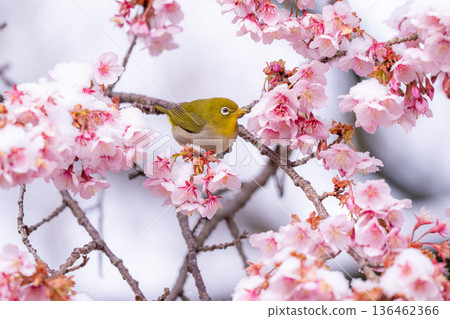 The beginning of spring: Snow-covered cherry blossoms and a Japanese white-eye The beginning of spring: Snow-covered cherry blossoms and a Japanese white-eye 136462366