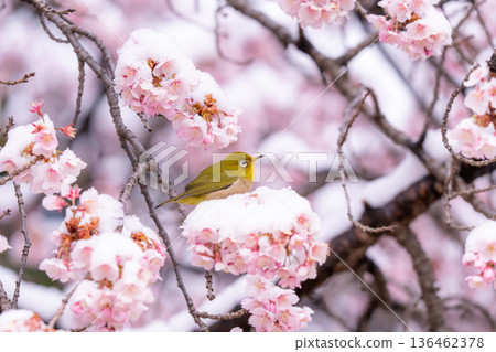 The beginning of spring: Snow-covered cherry blossoms and a Japanese white-eye The beginning of spring: Snow-covered cherry blossoms and a Japanese white-eye 136462378