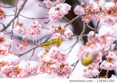 The beginning of spring: Snow-covered cherry blossoms and a Japanese white-eye 136462380