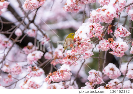 春日的第一天，白雪覆蓋的櫻花和一隻繡眼鳥 136462382