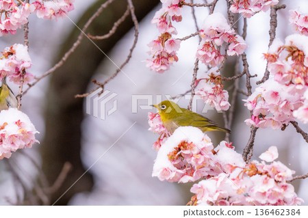 The beginning of spring: Snow-covered cherry blossoms and a Japanese white-eye The beginning of spring: Snow-covered cherry blossoms and a Japanese white-eye 136462384