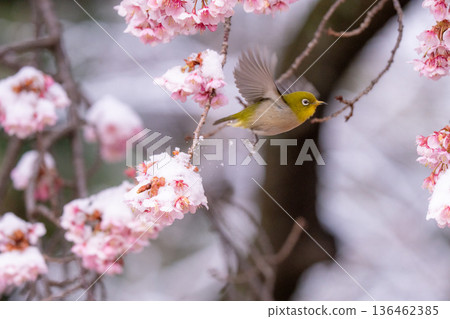 The beginning of spring: Snow-covered cherry blossoms and a Japanese white-eye The beginning of spring: Snow-covered cherry blossoms and a Japanese white-eye 136462385