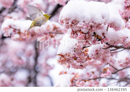 The beginning of spring: Snow-covered cherry blossoms and a Japanese white-eye 136462395