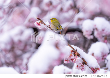 春日的第一天,白雪覆蓋的櫻花和一隻繡眼鳥 春日的第一天,白雪覆蓋的櫻花和一隻繡眼鳥 136462414