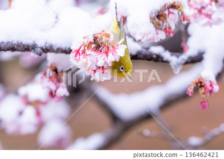 The beginning of spring: Snow-covered cherry blossoms and a Japanese white-eye 136462421