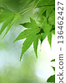 Green maple leaf veins and raindrops 136462427