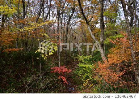 那須平成森林 2025-11-2 #3 那須平成森林 2025-11-2 #3 136462467