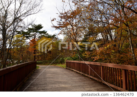 那須平成森林 2025-11-2 #6 那須平成森林 2025-11-2 #6 136462470