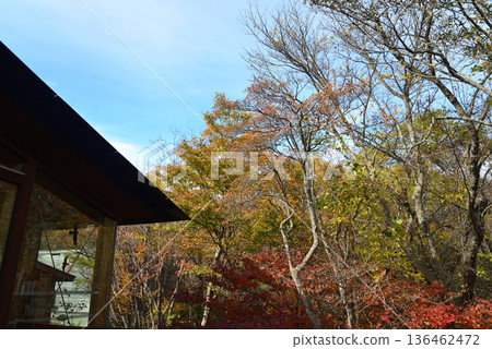 那須平成森林 2025-11-2 #8 那須平成森林 2025-11-2 #8 136462472