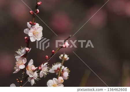 white plum blossom 136462608