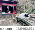 A stray cat sleeping in front of the shrine on Cat's Narrow Path 136462851