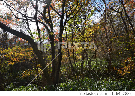 那須平成森林 2025-11-2 #19 136462885