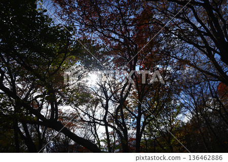 那須平成森林 2025-11-2 #20 136462886