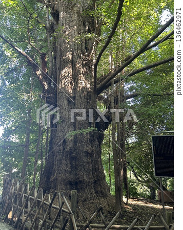 這是一棵銀杏樹，是位於東京王子站附近的王子神社的聖樹。 136462971