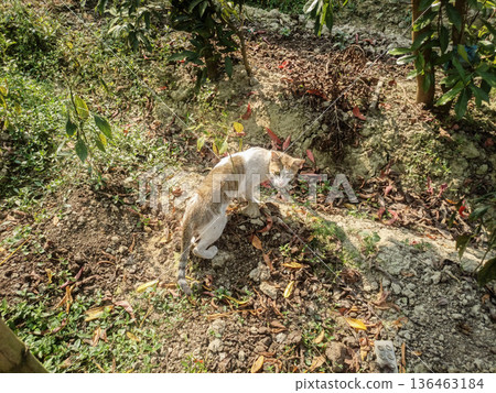 Domestic Tabby Cat Exploring Earthy Garden Soil in Bright Sunlight Domestic Tabby Cat Exploring Earthy Garden Soil in Bright Sunlight 136463184