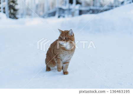 lost domestic ginger cat walking on snow in countryside 136463195