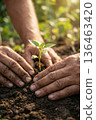 human hands planting a tree seedling in ground. Ecology and earth day concept 136463420