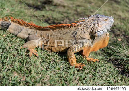 Exotic iguana reptile. Exotic reptile animal. Wildlife fauna. Reptile animal in nature. Wildlife zoo jungle. Iguana lizard in tropical jungle. Madagascar iguana herbivorous lizard. Rainforest iguana 136463493