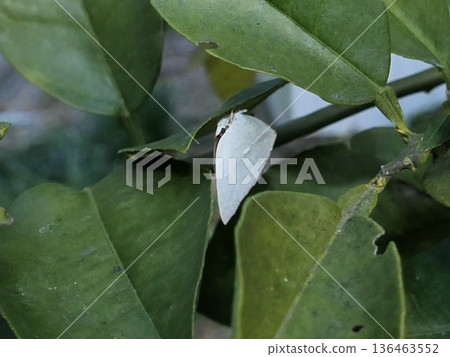 成年的浦銀蝶在陽光充足的奧羅布蘭科樹葉上越冬 136463552
