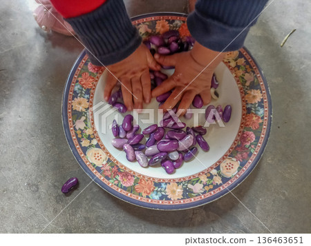 Macro shot of vibrant purple and black speckled Scarlet Runner Bean seeds on a neutral background 136463651