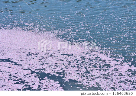 Flower rafts in the moat of Takada Park (1) 136463680