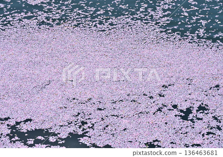 Flower rafts in the moat of Takada Park (2) 136463681