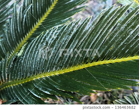 我和你來自同一個島嶼,我感受到的寒冷和蘇鐵的紅色果實一樣。 我和你來自同一個島嶼,我感受到的寒冷和蘇鐵的紅色果實一樣。 136463682