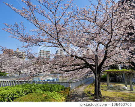 Cherry blossoms along the Oyokogawa Promenade in Koto Ward, Tokyo Cherry blossoms along the Oyokogawa Promenade in Koto Ward, Tokyo 136463705