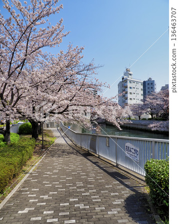 Cherry blossoms along the Oyokogawa Promenade in Koto Ward, Tokyo Cherry blossoms along the Oyokogawa Promenade in Koto Ward, Tokyo 136463707