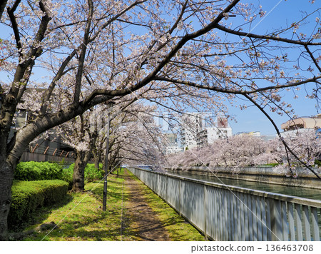 Cherry blossoms along the Oyokogawa Promenade in Koto Ward, Tokyo Cherry blossoms along the Oyokogawa Promenade in Koto Ward, Tokyo 136463708