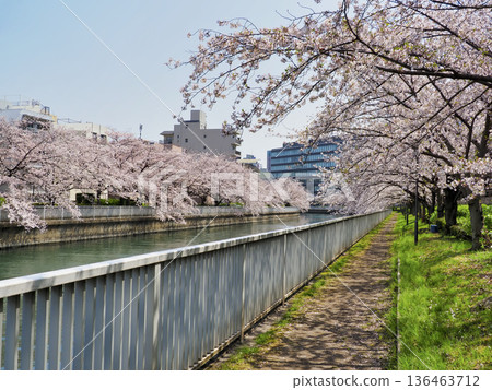 Cherry blossoms along the Oyokogawa Promenade in Koto Ward, Tokyo Cherry blossoms along the Oyokogawa Promenade in Koto Ward, Tokyo 136463712