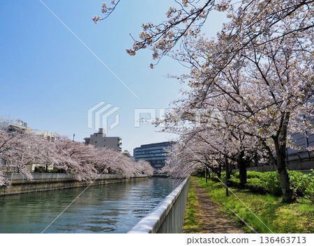 Cherry blossoms along the Oyokogawa Promenade in Koto Ward, Tokyo Cherry blossoms along the Oyokogawa Promenade in Koto Ward, Tokyo 136463713