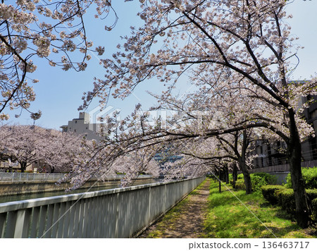 Cherry blossoms along the Oyokogawa Promenade in Koto Ward, Tokyo Cherry blossoms along the Oyokogawa Promenade in Koto Ward, Tokyo 136463717