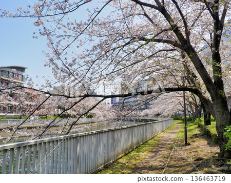 東京江東區大橫川步道沿線的櫻花 136463719