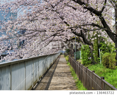 東京江東區大橫川步道沿線的櫻花 東京江東區大橫川步道沿線的櫻花 136463722