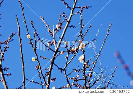 Blooming plum blossoms E Blooming plum blossoms E 136463762