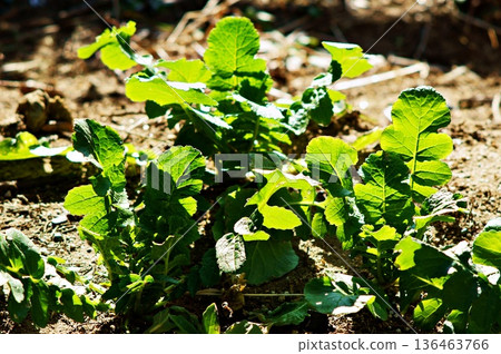 冬日陽光下，蘿蔔葉B沐浴在陽光中 136463766