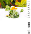 黃色金盞草花 136463822